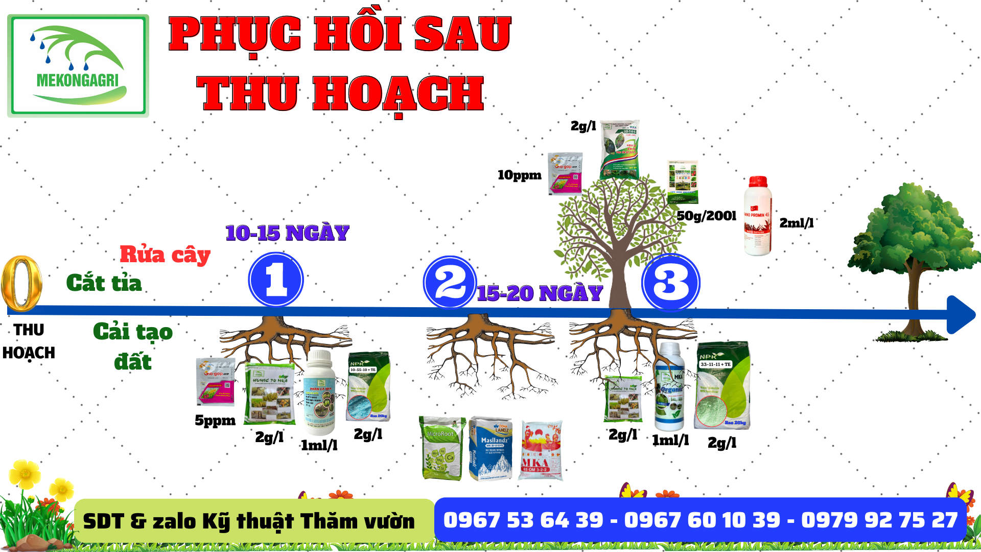 Phục hồi sầu riêng sau thu hoạch